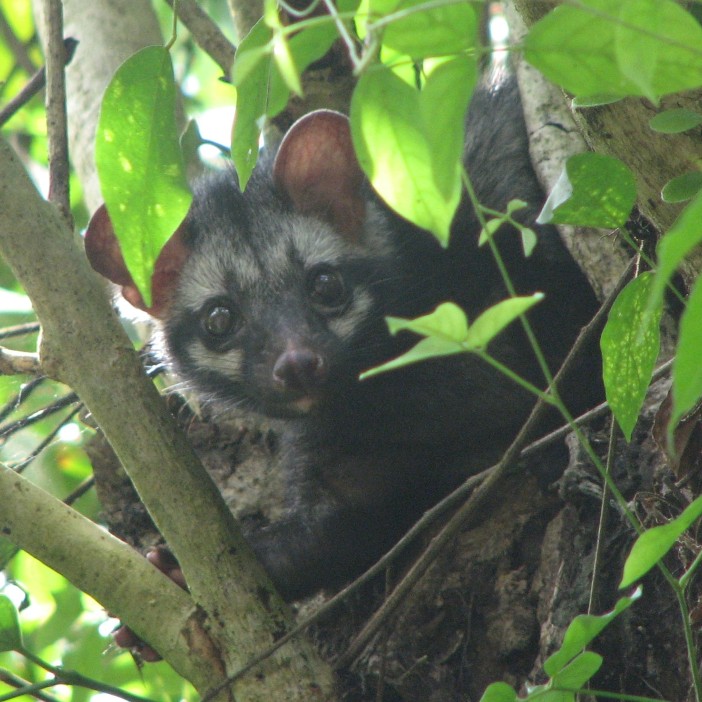 palm civet